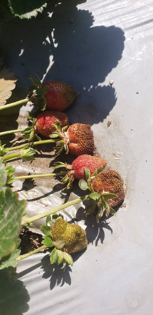 مساء الخير  ايش السبب افيدونا